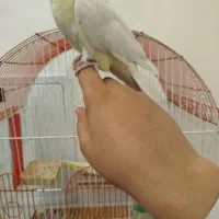 جفت عروس هلندی|پرنده|سجاس رود, |دیوار