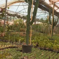 دکوری گیاه کاکتوس ۱۸۰ سانتی افوربیا