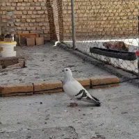 کبوتر شامی اصیل نر جوان