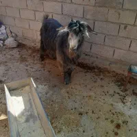 یک عدد تیشتر نر