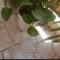 گل های شاداب|گل و گیاه طبیعی|بندرعباس, |دیوار