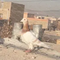 چند تا حیوان فروش|پرنده|بجنورد, |دیوار