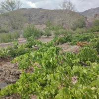 باغ واقع در روستای قز