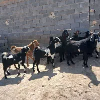 بز نر