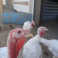 بوقلمون محلی