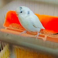 650000|پرنده|هشتگرد, سعید آباد|دیوار