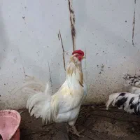 خروس گلین اصل