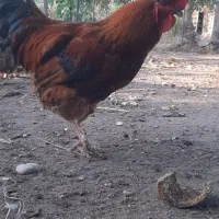۵مرغ و یک خروس و یک اردک ، همگی بالغ