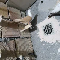 کفتر پرشی کلاغ زرد