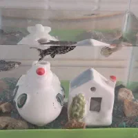 آکواریوم|ماهی|آبیک, |دیوار