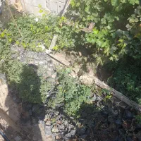 گلدون گل محمدی دونه ای ۱۵۰۰۰تومان