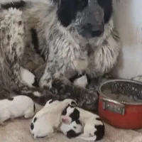 لاس همه چیز تمام