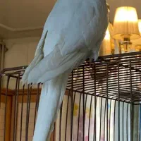 عروس هلندی آلبینو رام رام دوکلمه هم حرف میزنه