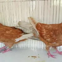 کبوتر