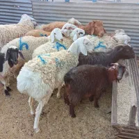 بره و بزغاله