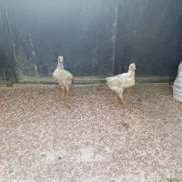 جوجه خروس
