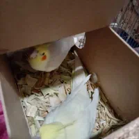 جفت عروس همراه تخم