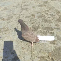 دم سفید اشعل نر|پرنده|امیدیه, |دیوار