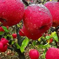 فروش انواع نهال میوه به قیمت عمده در نهالستان ما