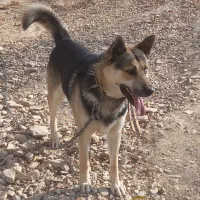 سگ ژرمن هسکی نگهبان