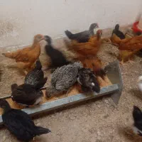 جوجه مرغ بومی ۲ماهه واکسینه
