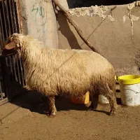 قوچ جوان و داشت|حیوانات مزرعه|پلدختر, |دیوار