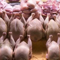 کارگر ساده جهت کار در مرغ فروشی