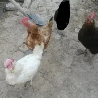 مرغ بالغ
