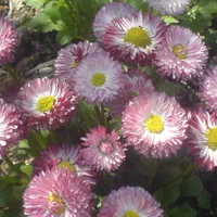 نگهداری سالمند کودک بیمار