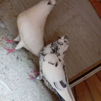 جفت کبوتر پرشی|پرنده|رشت, قاسمیه|دیوار