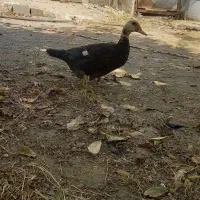اودک