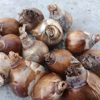 پیاز نرگس شهلا...وپرپر دونه ای 2300 حراج.کوچک1500|خدمات باغبانی و درختکاری|بهبهان, |دیوار