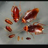 سمپاشی موریانه زدایی ساس سوسک موش ۱۰سال ضمانت|خدمات نظافت|خرمشهر, |دیوار