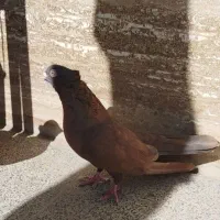 کبوتر سرخ یه سر صرب