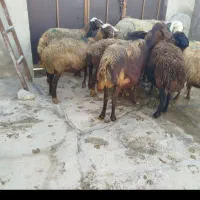 میش‌ابستن سرحال ۹عددجفتی۵۱دوبز۳۱واسه سربریدن