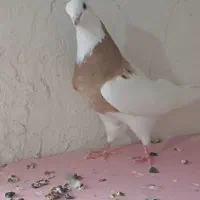 طوقی|پرنده|خواجه, |دیوار
