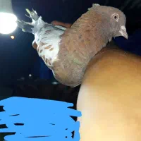 سینه گلی