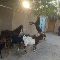 بز های نیدی