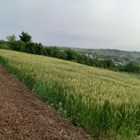 فروش زمین ۵۵۰ متری|فروش زمین و ملک کلنگی|نکا, |دیوار