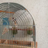 سهره سرسیاه و دورگ ماده|پرنده|شیراز, شاهچراغ|دیوار