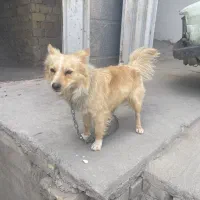 پامر روباهی قیمت توافقی