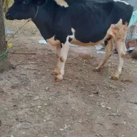 گاو هلشتاین شکم دوم آبستن|حیوانات مزرعه|اردبیل, |دیوار