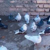 کبوتر|پرنده|بافت, |دیوار