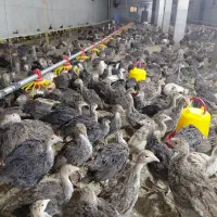 فروش جوجه بوقلمون برنز 47 روزه درجه یک