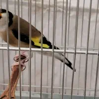 سهره دهن لر  پاک