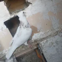 کبوتر  نر .ماده|پرنده|جوانرود, |دیوار