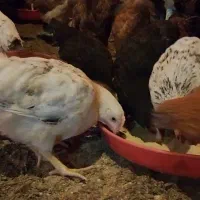 فروش نیمچه گلپایگان( تخمگذار)|حیوانات مزرعه|رشت, بازار|دیوار