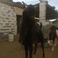 نربز پاکستانی|حیوانات مزرعه|رضویه, |دیوار