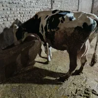گاو 35کیلو شیر شکم سوم با گوساله نر