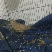 سهره خاکی|پرنده|تربت‌حیدریه, سرمحله|دیوار